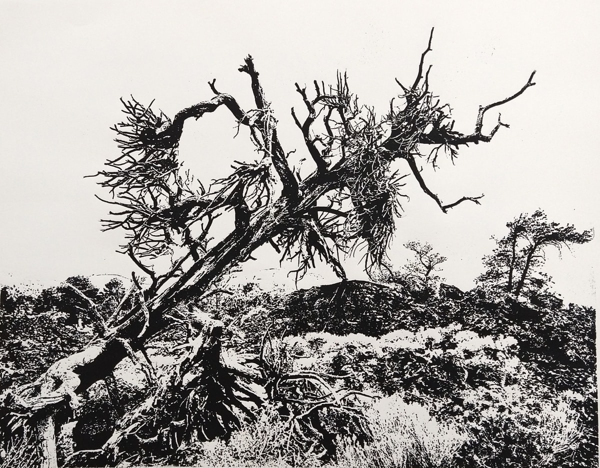 Witches Broom by dennis gordon  Image: Witches broom