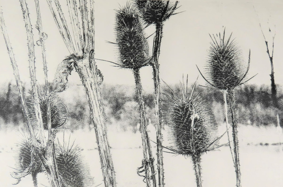 Teasel by dennis gordon, Image 1.