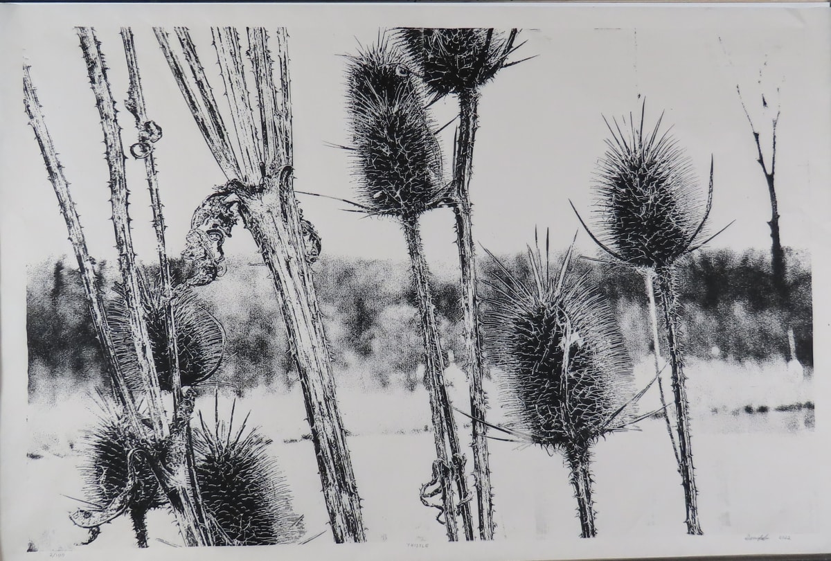 Teasel by dennis gordon  Image: Woodcut capturing crisp lines and muted background