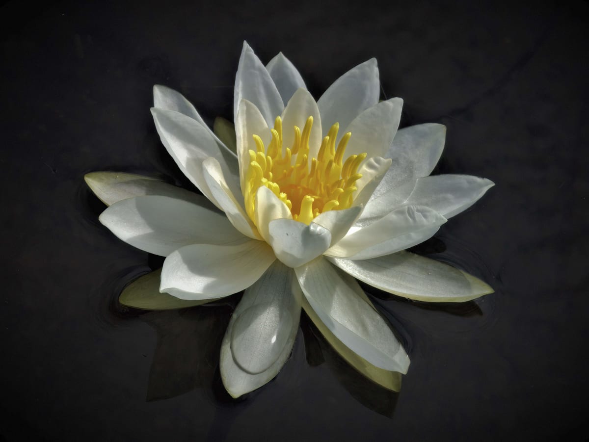 Late Summer Beauty by Cheryl Ann Boc-Chidester  Image: Limited Edition Giclee of a photograph.
