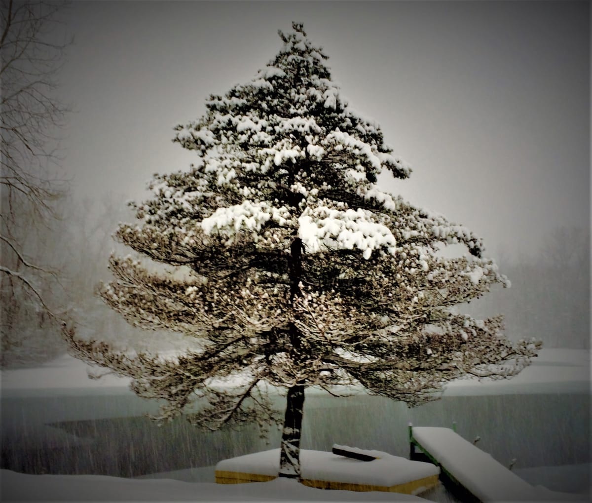 Winter Solstice by Cheryl Ann Boc-Chidester  Image: This image was taken during the shortest day of the year - winter solstice. 