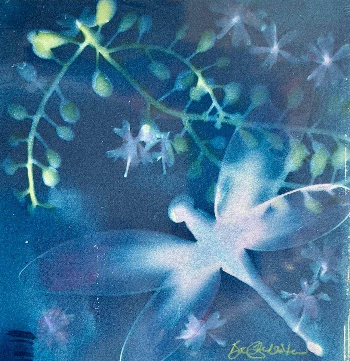 Dragonfly among the Flowers by Cheryl Ann Boc-Chidester  Image: Dragonfly among the Flowers