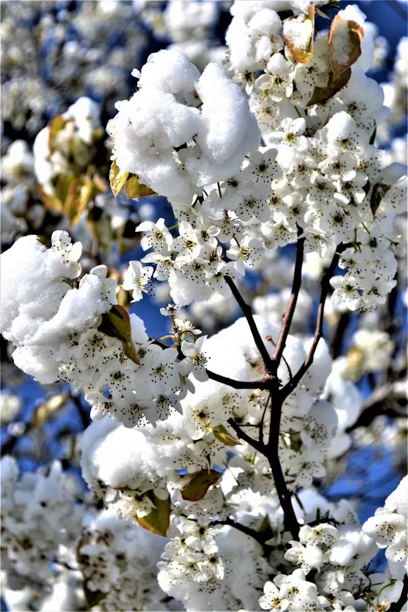Spring Snow Buds by Cheryl Ann Boc-Chidester, Image 1.