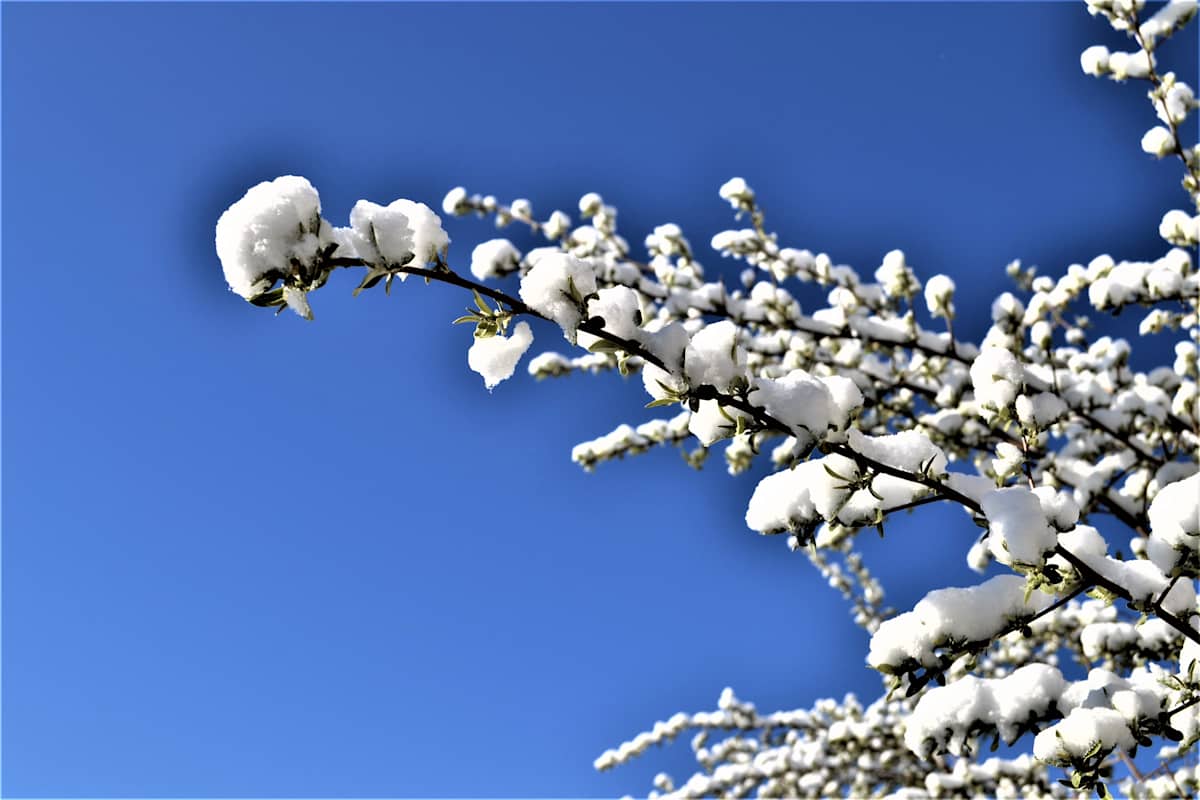 Honeysuckles in the Snow by Cheryl Ann Boc-Chidester  Image: Honeysuckles in the Snow