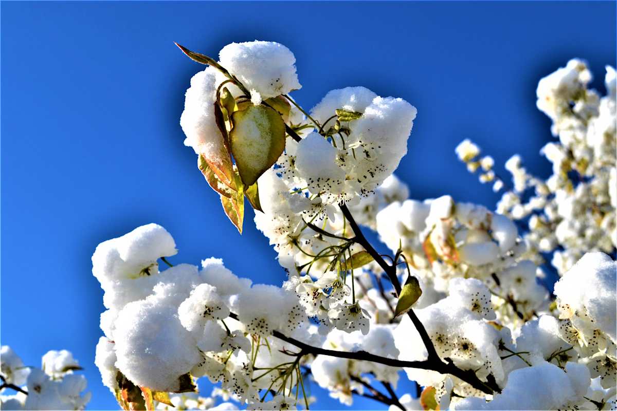 Pear Blossoms in the Snow by Cheryl Ann Boc-Chidester  Image: Pear Blossoms in the Snow