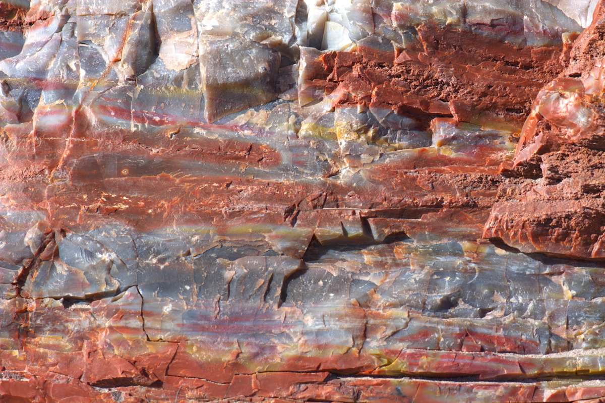 Petrified #2 by Cheryl Ann Boc-Chidester, Image 1.