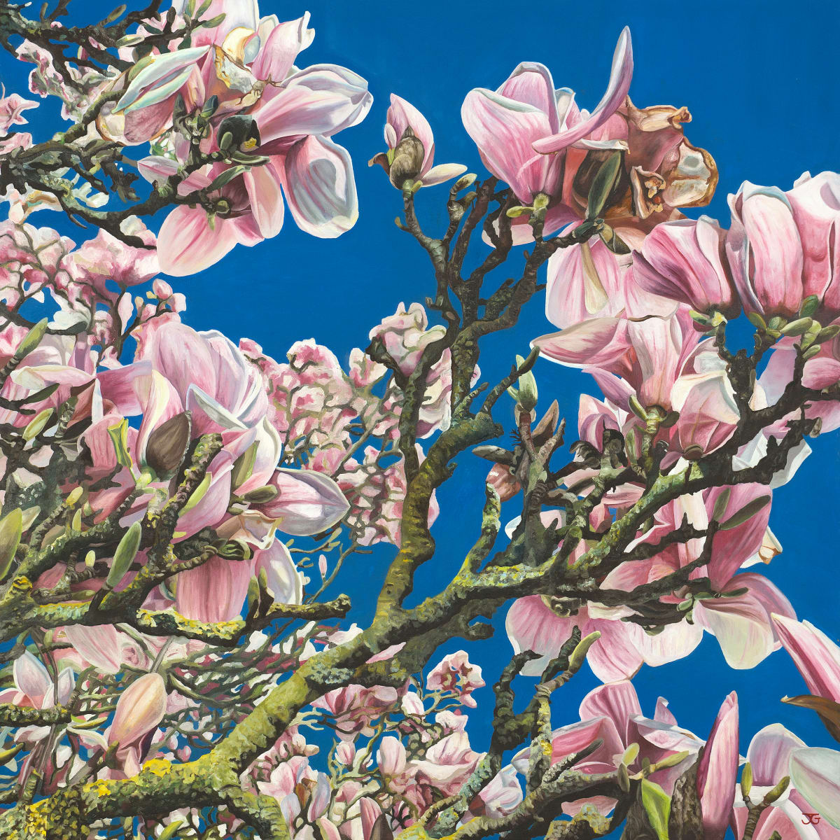 Katya's Magnolia 4/50 by Jackie Gwyther