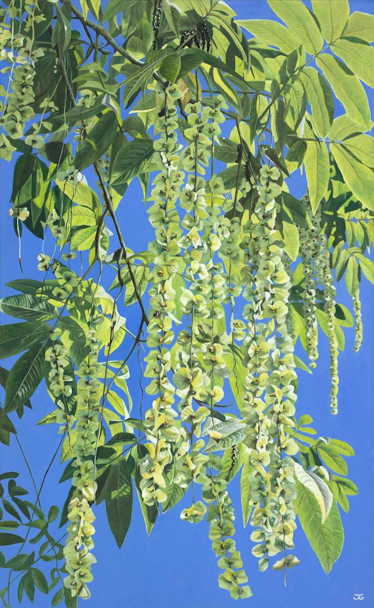 Pterocarya by Jackie Gwyther, Image 1.