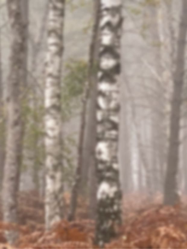 Misty birch by Suzi Scott 