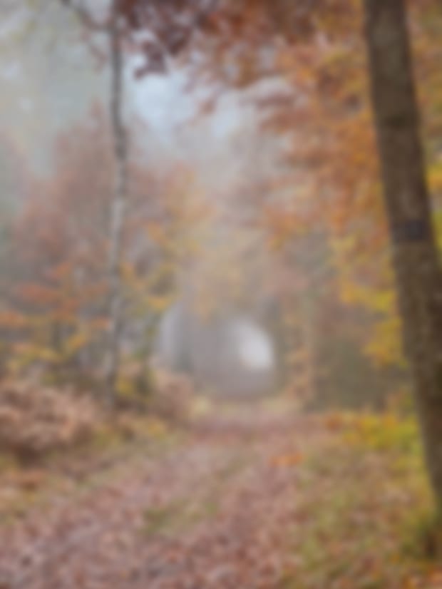 Pathways I - Autumn by Suzi Scott 
