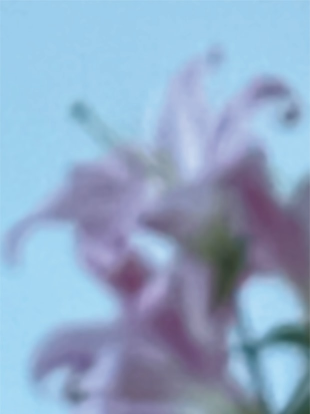 Pink abstract II - Lilies by Suzi Scott, Image 1.