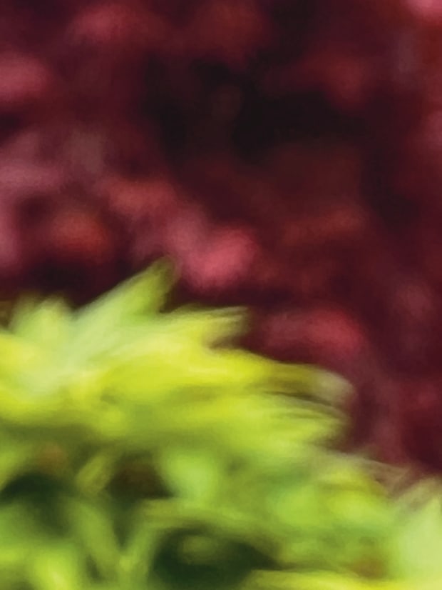 Maple red ground by Suzi Scott 