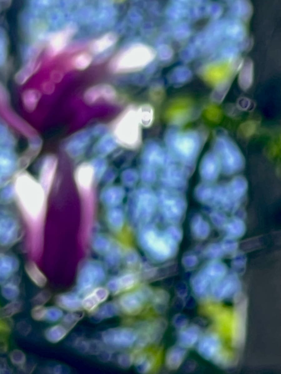 Blue Magnolia by Suzi Scott 