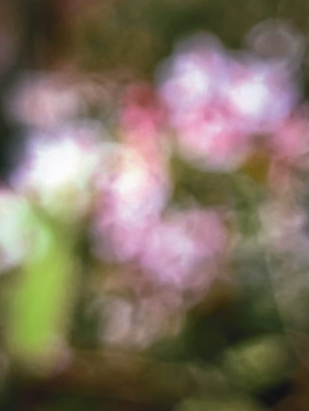 Chinese apple I by Suzi Scott 