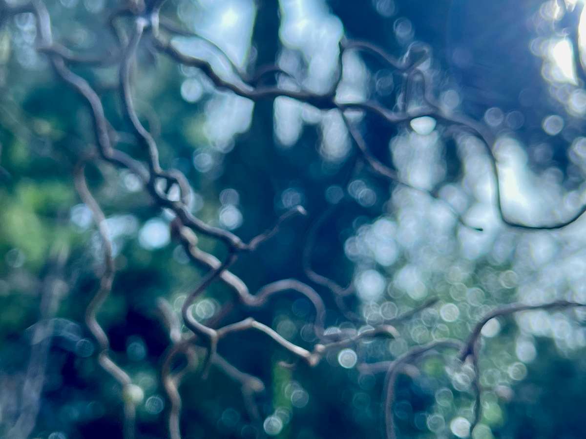Spring willow by Suzi Scott, Image 4.