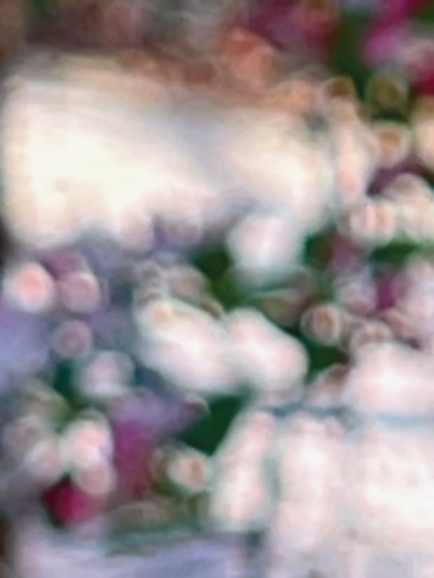 Chinese apple II by Suzi Scott 