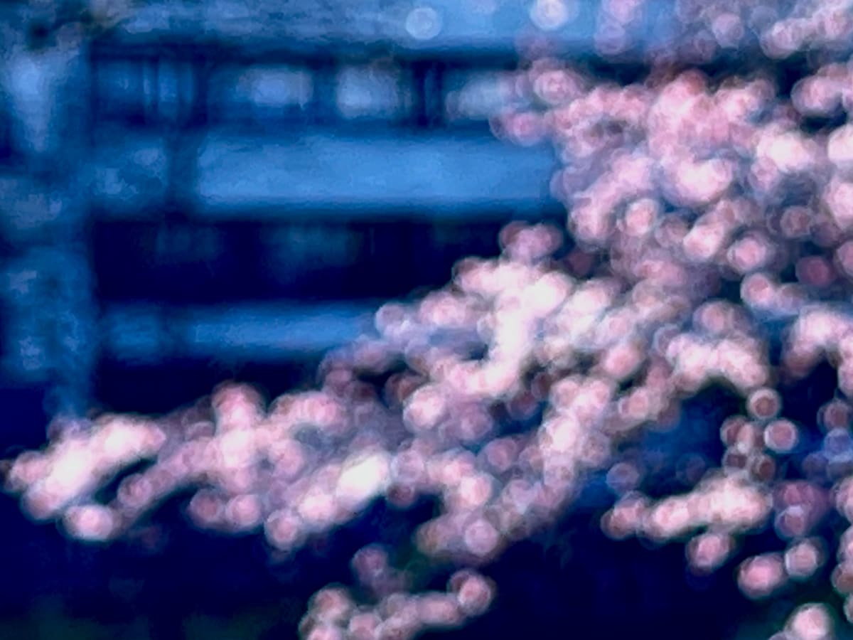 Pink cherry branch by Suzi Scott 