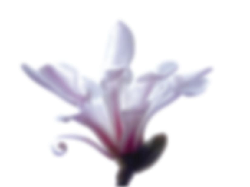 White Magnolia by Suzi Scott 