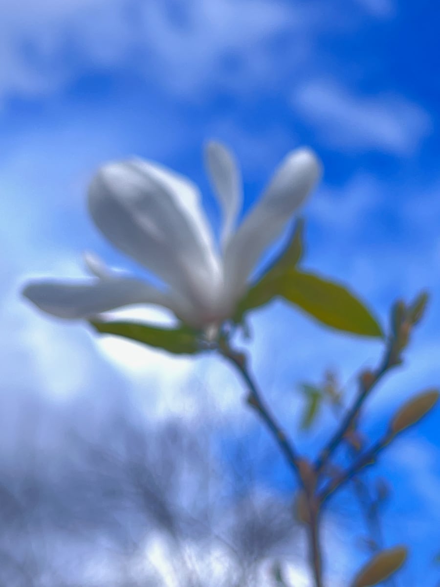 Sweet Thing by Suzi Scott 