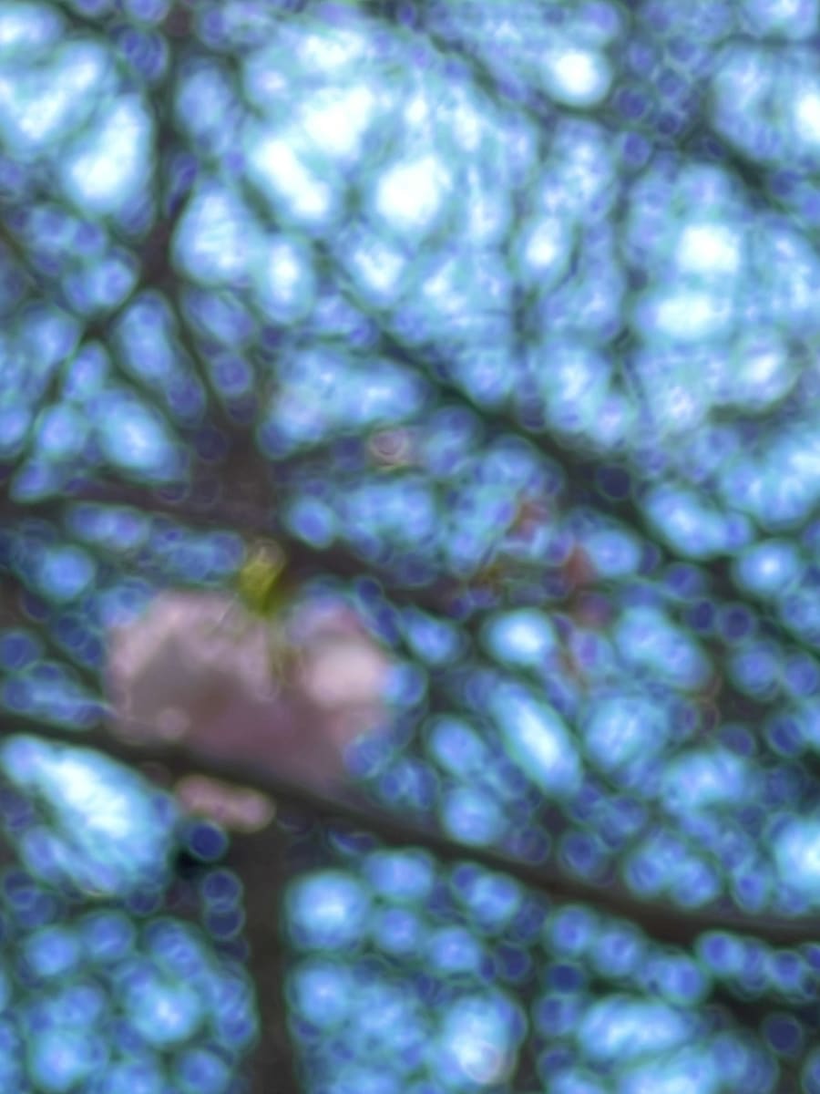 Pink Cherry diptych - 2 by Suzi Scott 