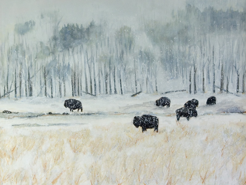 Buffalo in Snow (framed) by Lisa Purdy 