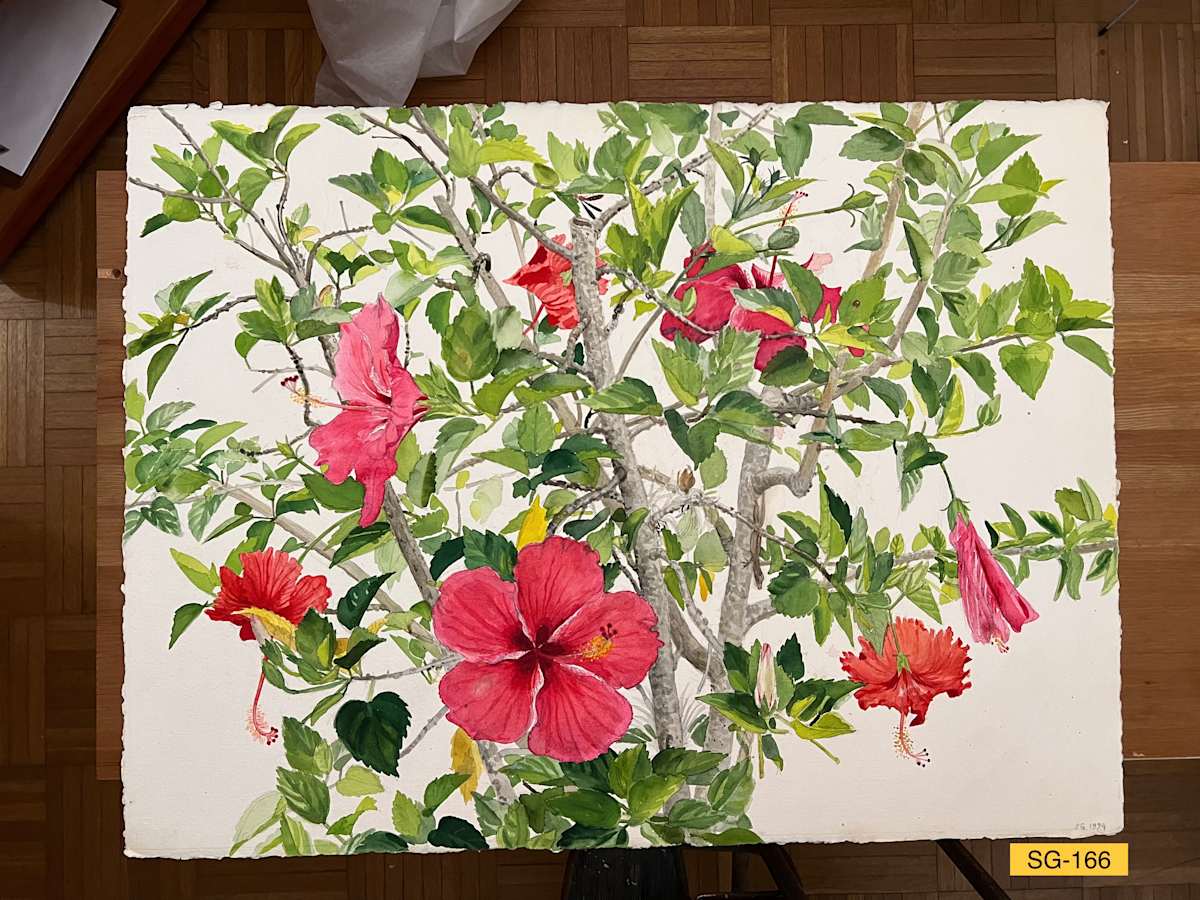 Hibiscus (Denise's Choice) by Spence Guerin, Image 1.