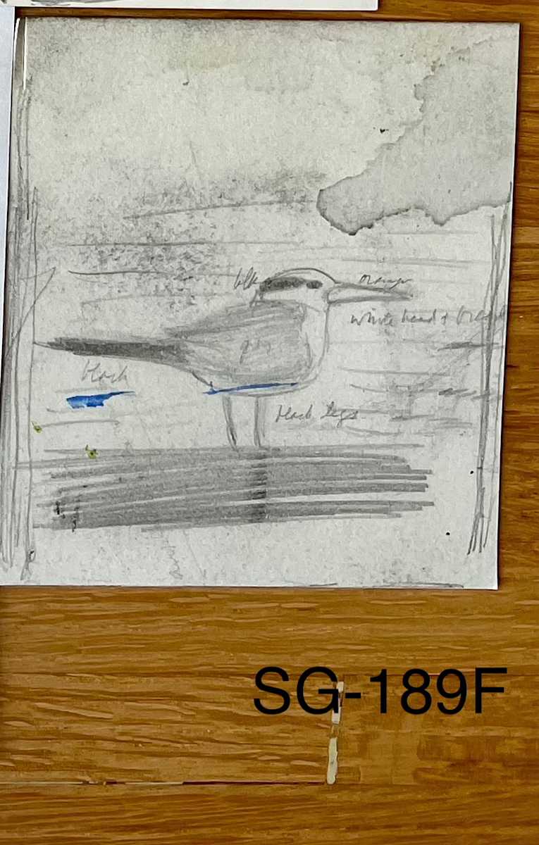 Untitled by Spence Guerin 