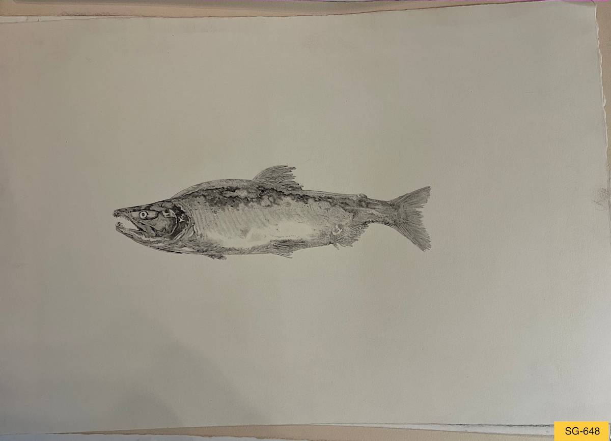 Dead Salmon by Spence Guerin 