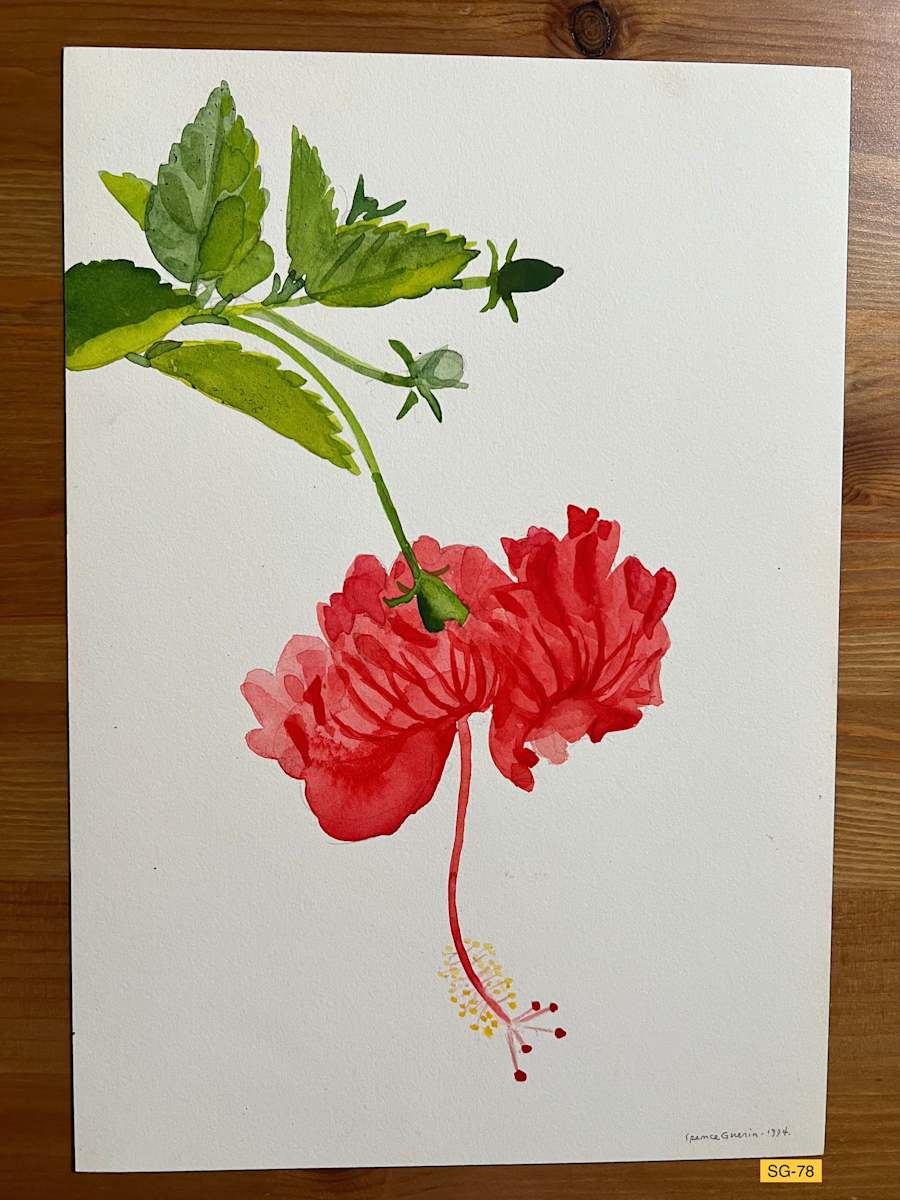 Bright Red Hibiscus Hanging, Two Buds, Leaves by Spence Guerin, Image 1.