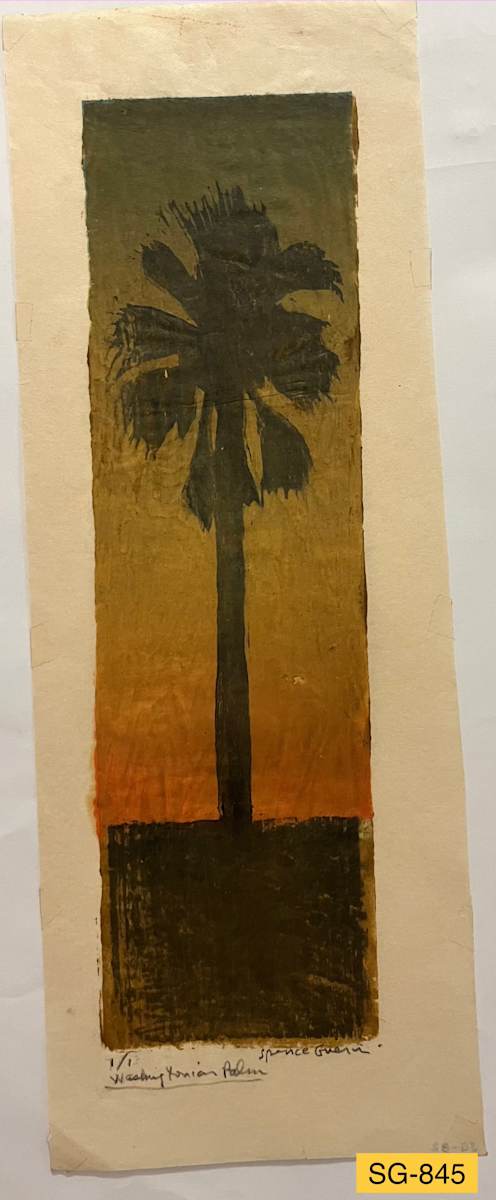 Washingtonian Palm by Spence Guerin, Image 2.