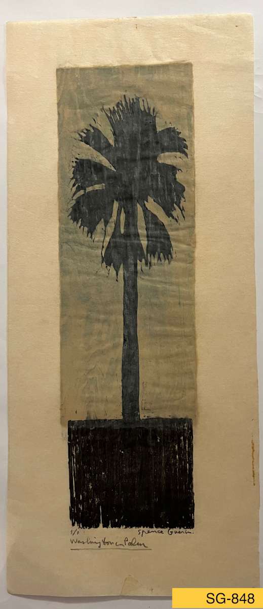 Washingtonian Palm by Spence Guerin 