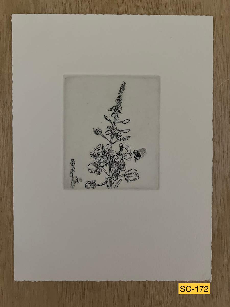 A Fireweed, with Daddy Longlegs, for Ann's Mother #1 by Spence Guerin