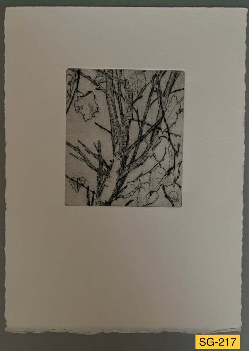 Young Birch #1 by Spence Guerin 