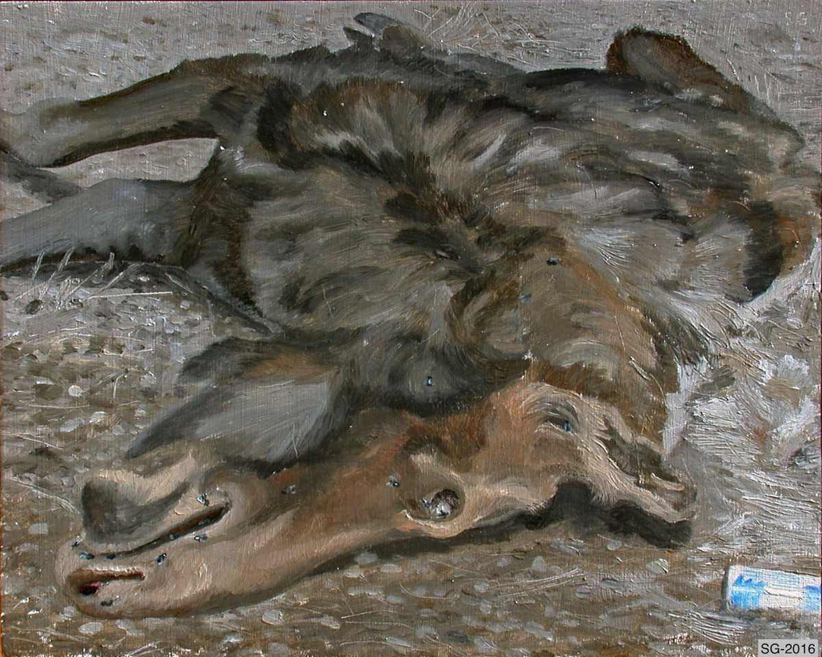 Highway Kill Moose Carcass and Beer Can, Roadside Trash in a Throw-Away Society by Spence Guerin 