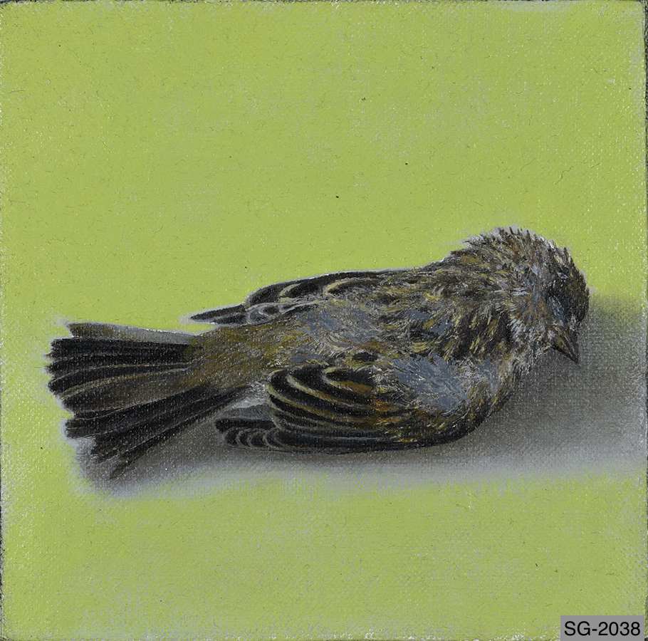 Small Dead Bird by Spence Guerin 