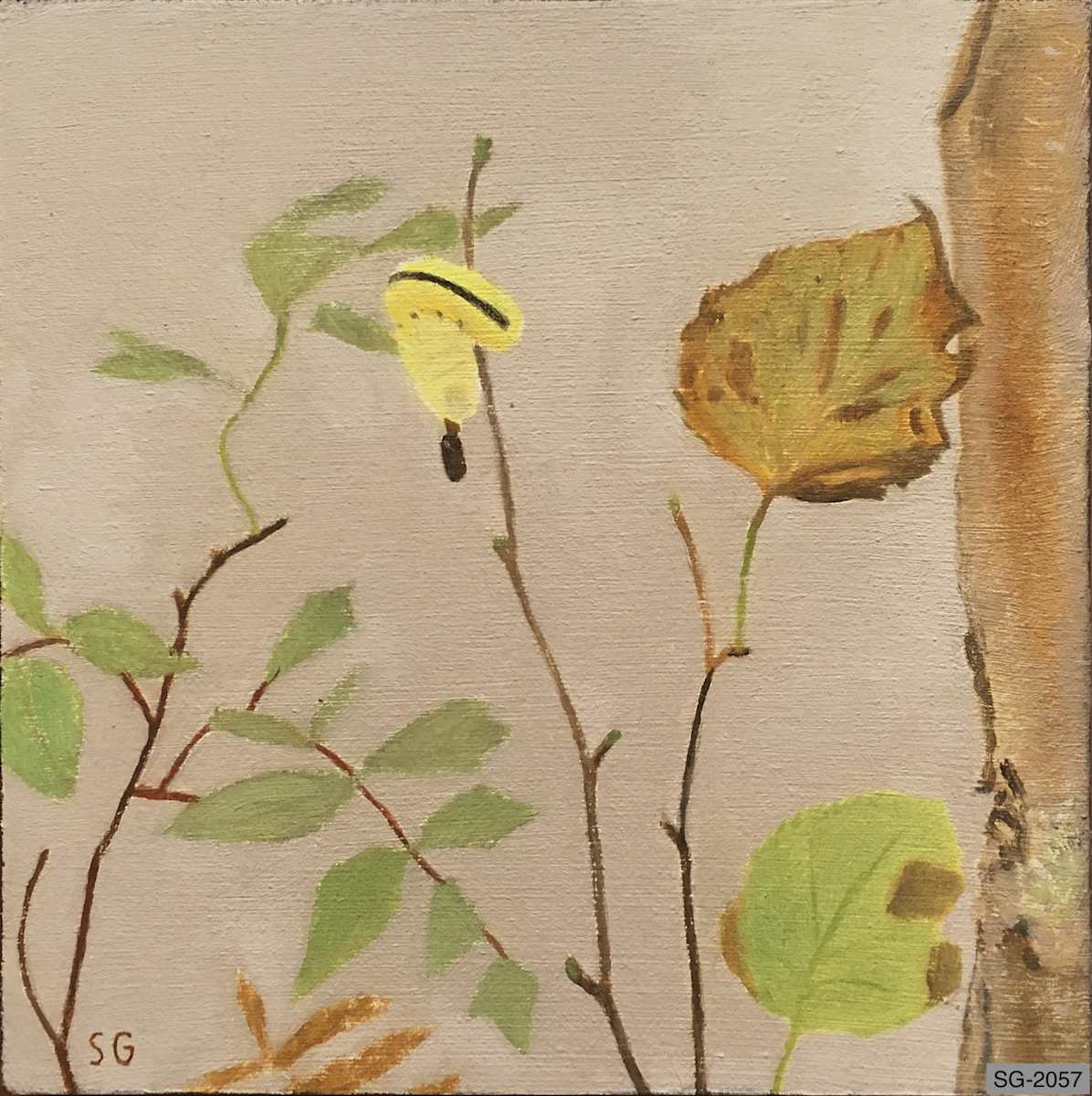 Elm Sawfly Larva and Birch by Spence Guerin  Image: It looks like a caterpillar but it's a sawfly larva in the process of taking a 'poop.'