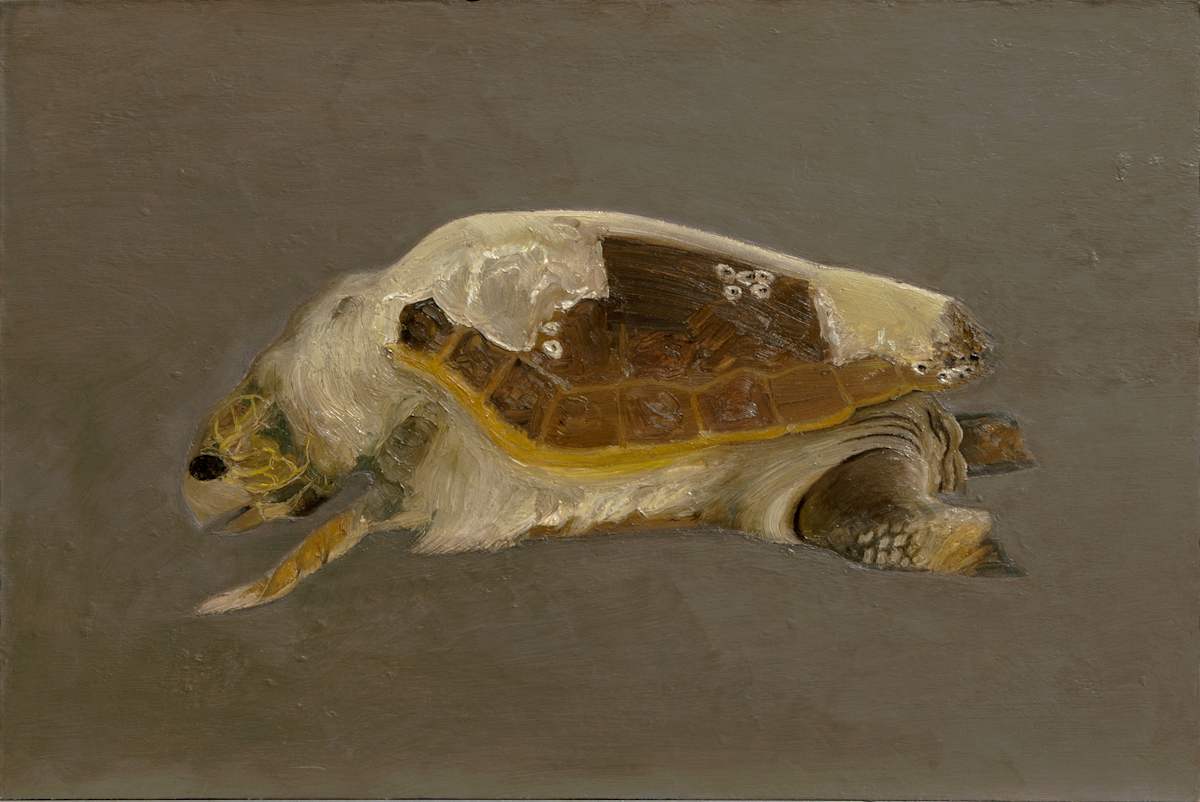 Dead Sea Turtle by Spence Guerin 