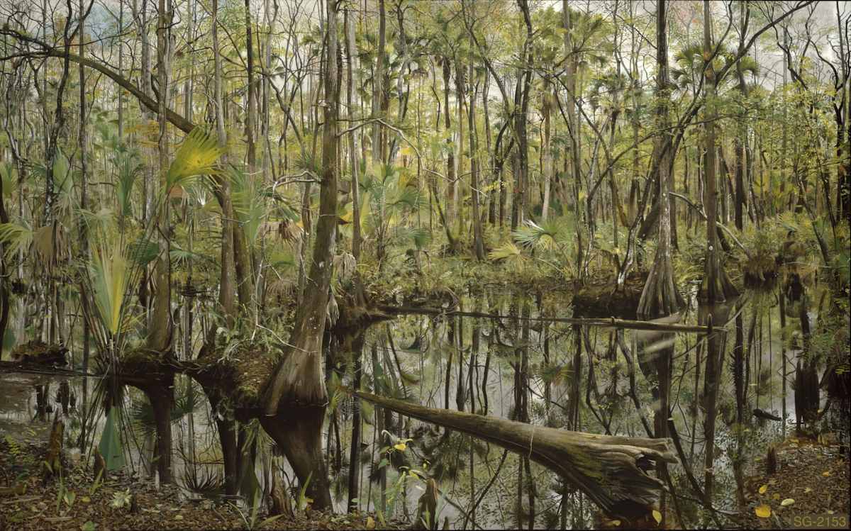 Herndon Swamp by Spence Guerin, Image 1.