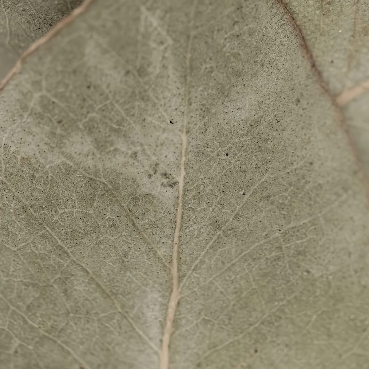 Simple-Beauty-Collection-29 by angela Hawkey  Image: Original