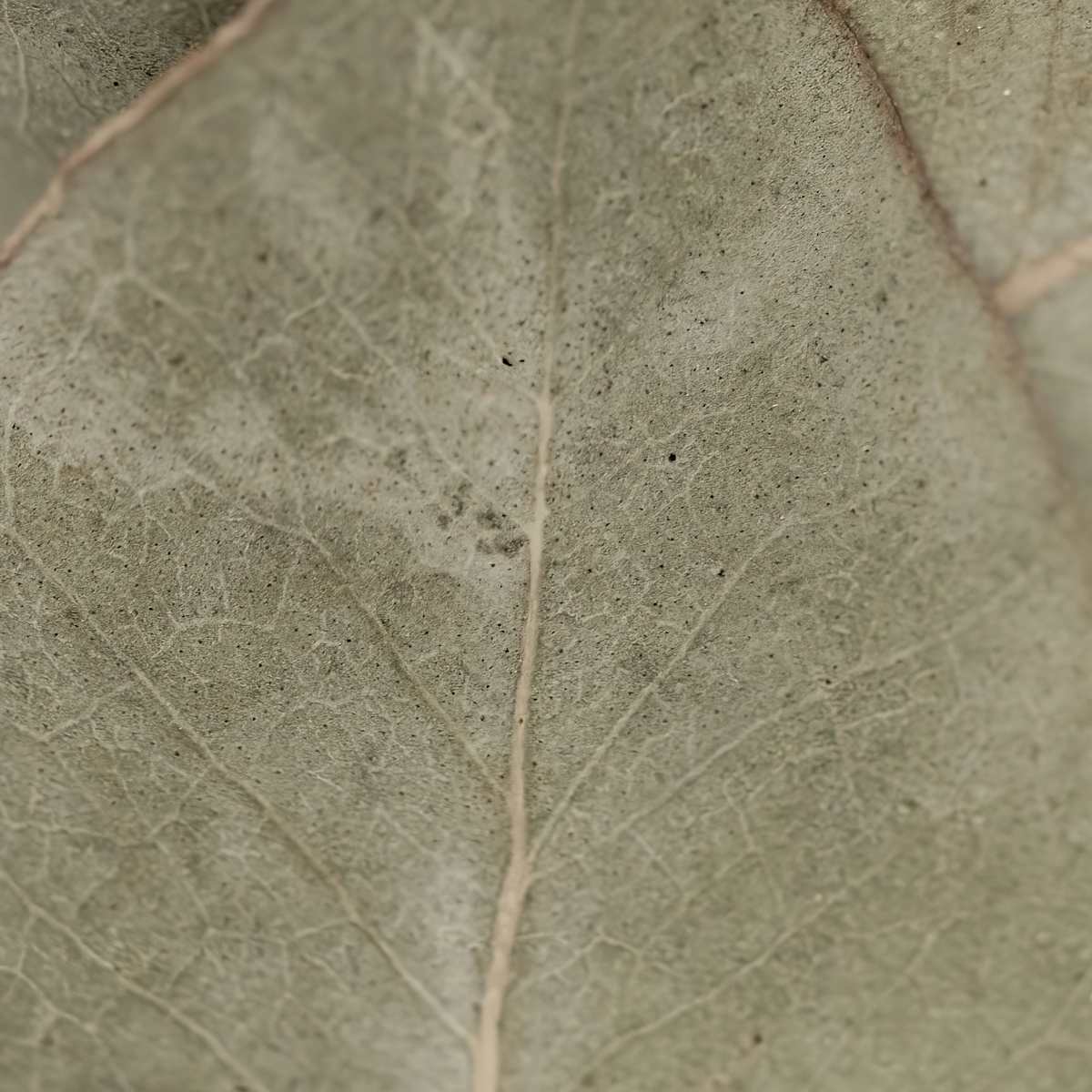 Simple-Beauty-Collection-29 by angela Hawkey, Image 2.