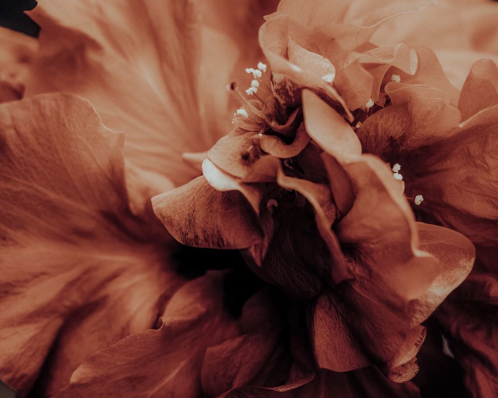 Simple Beauty Collection 5-2 by angela Hawkey, Image 1.