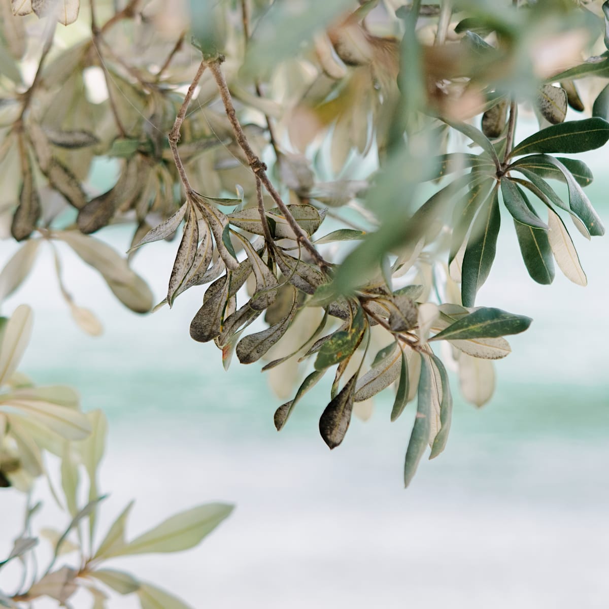 Tallebudgera Collection 6 C2 by angela Hawkey, Image 2.