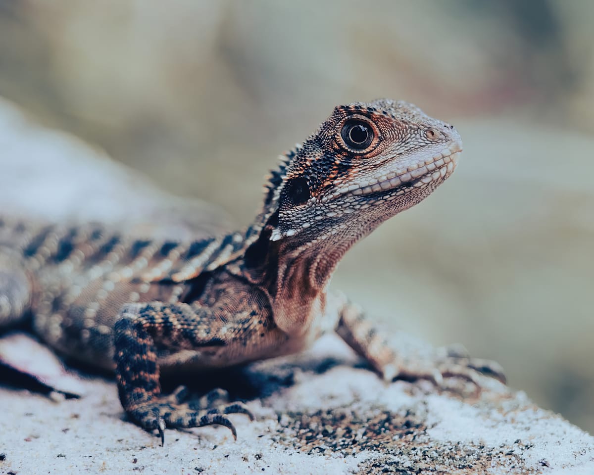 Tallebudgera-Collection-6-Lizard by angela Hawkey  Image: Original