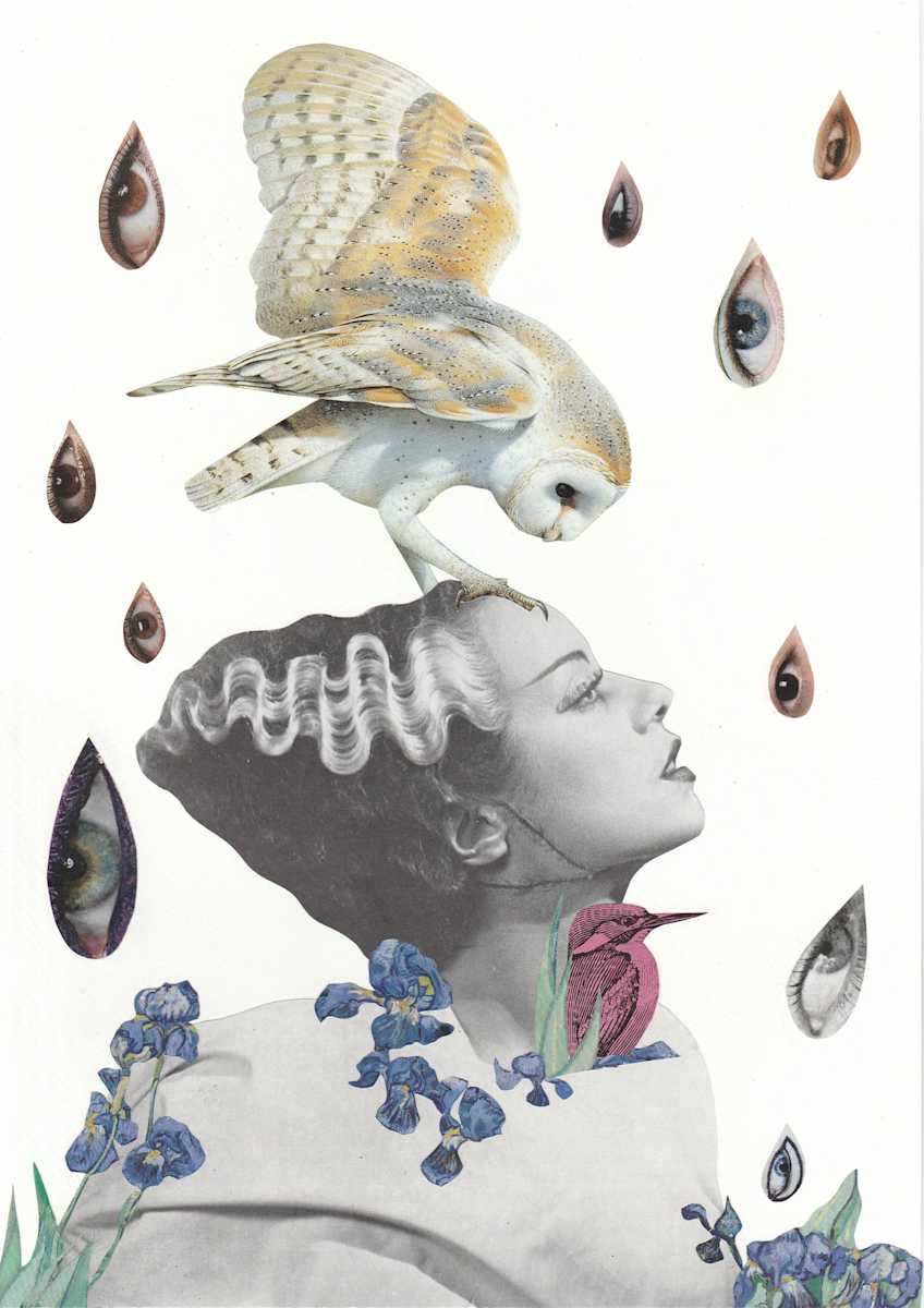 Molting down by Sandra Gea, Image 1.