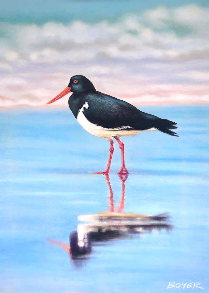 Pied Oyster-Catcher by Susy Boyer, Image 2.