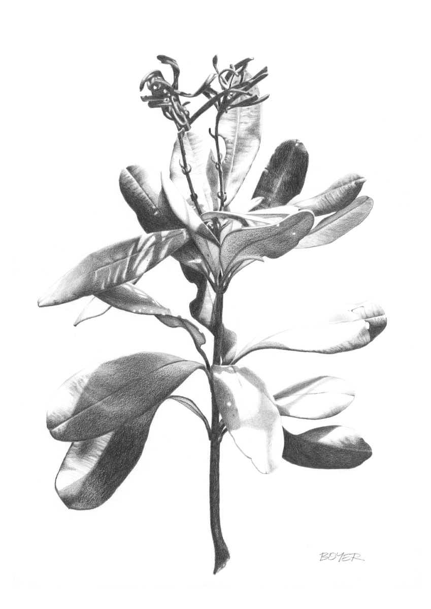 Banksia Dance by Susy Boyer 