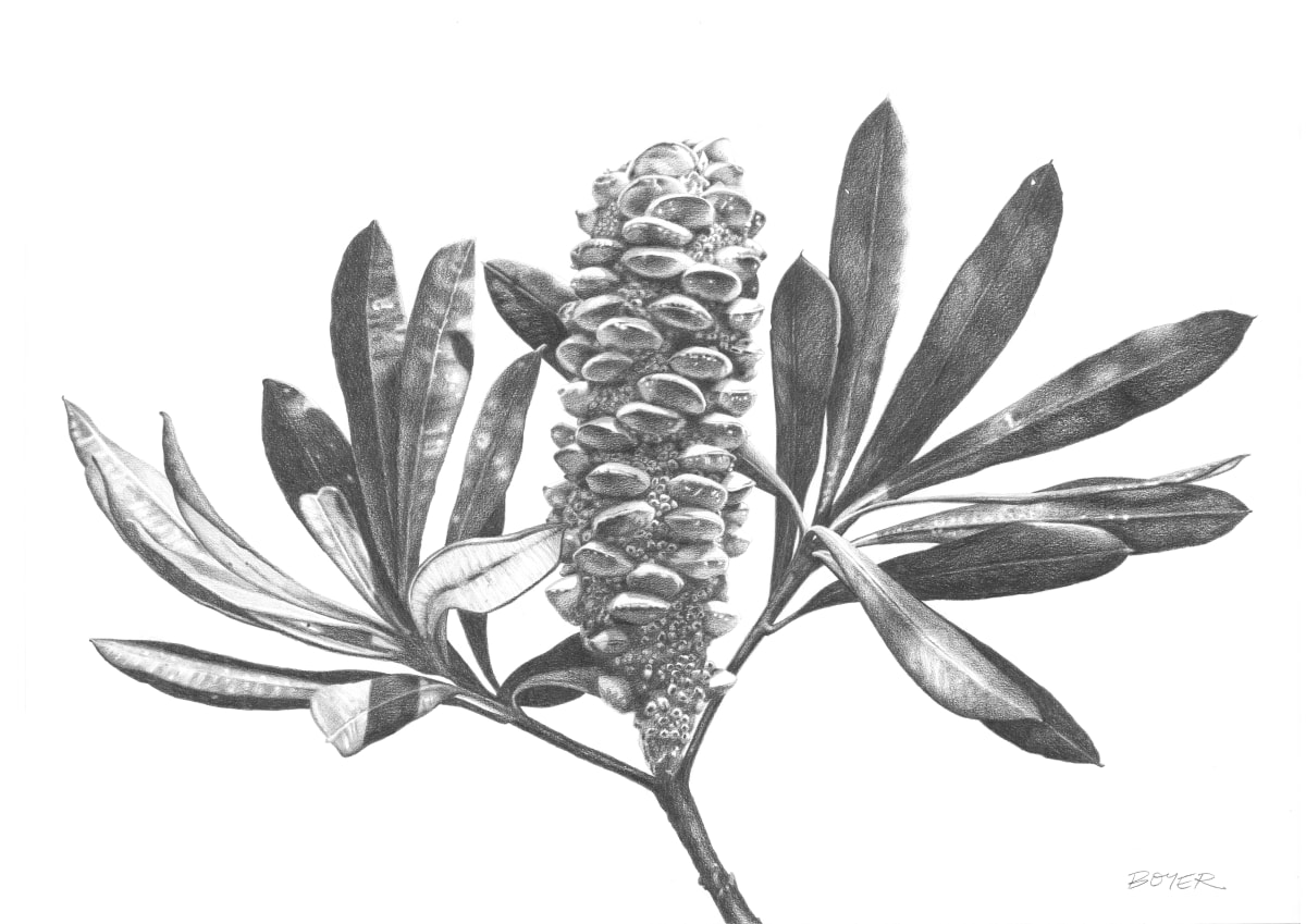 Banksia Fruit by Susy Boyer  Image: Large graphite pencil drawing of a Banksia fruit pod catching the morning sunlight.