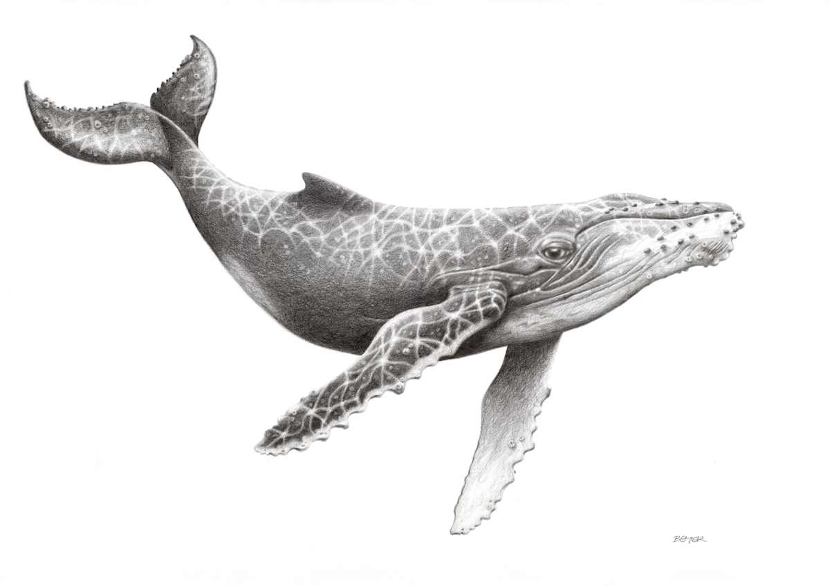 Humpback Whale by Susy Boyer  Image: Majestic and magical as they swim the world's oceans. Every sighting takes my breath away.