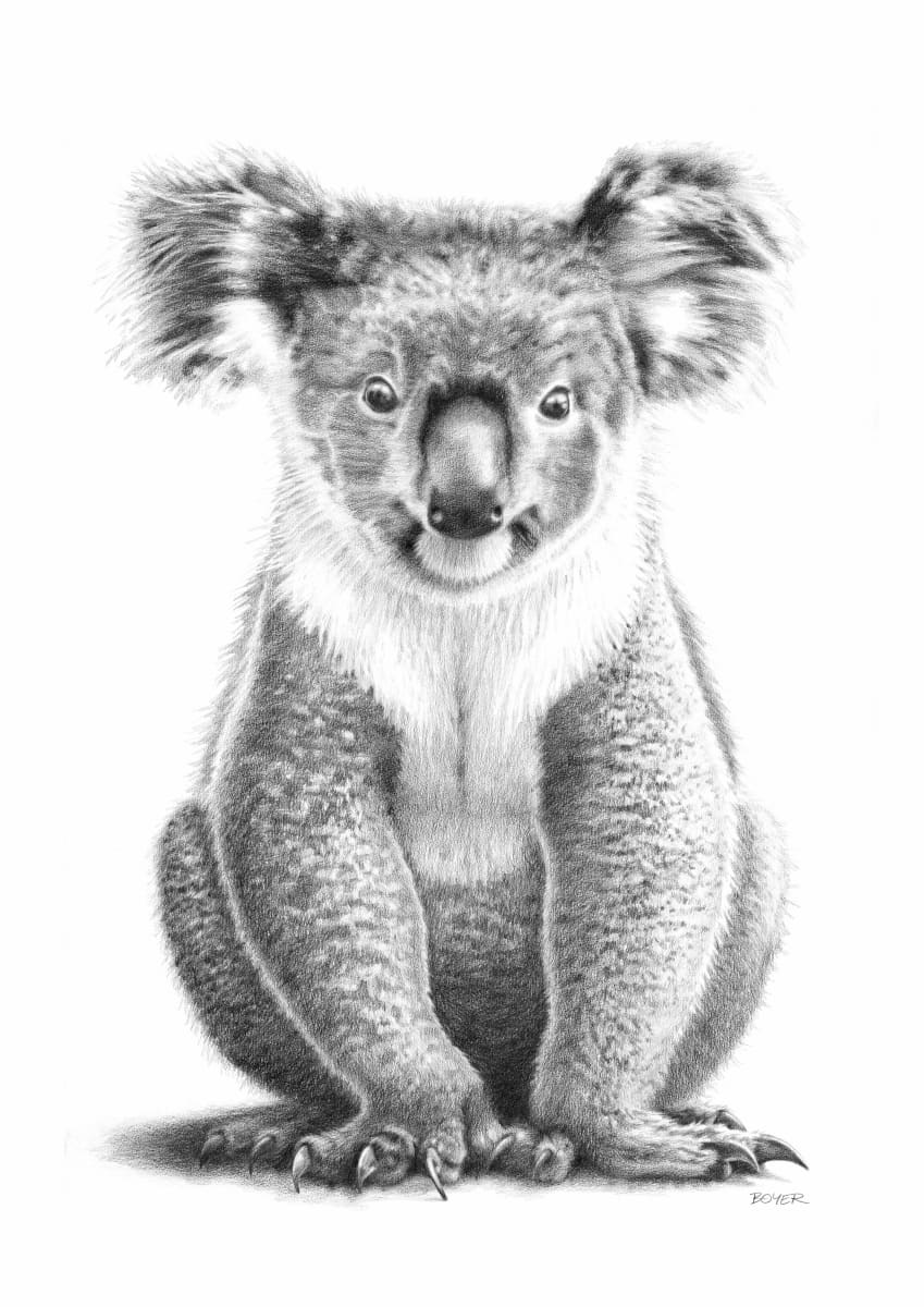 Koala by Susy Boyer  Image: Drawn after the Australian bushfires of Dec 2019-Jan 2020, when so many Koalas were burned or killed while trapped by firestorms.