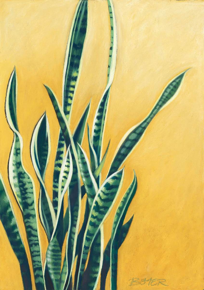 Tangled Sanseveria by Susy Boyer, Image 1.